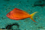 Centrarchiformes