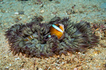 Invertebrates