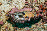 Tonnoidea