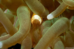 Hamopontonia