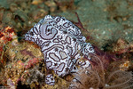 Tunicata