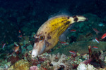 Tetraodontiformes