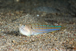 Synodontidae
