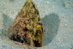 Bivalves