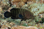 Serranidae