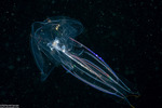 Jellies
