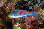 Cirrhilabrus