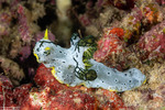 Notodoris