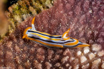 Euthyneura