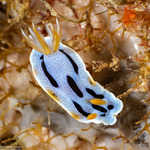 Chromodoris