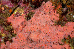 Poecilosclerida