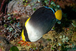 Pomacanthidae