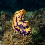 Ascidiacea
