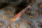 Gobiinae