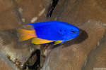 Pomacentrus