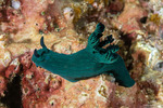 Polyceridae