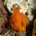 Lysiosquilloides