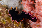 Rhabditophora