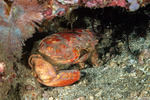Etisus