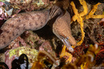 Anguilliformes