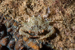 Portuninae