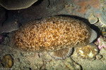 Actinopyga