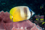 Acanthuriformes