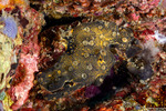 Didemnidae