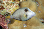 Tetraodontiformes