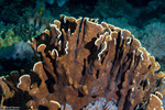 Octocorals