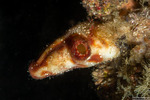 Ascidiacea