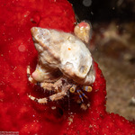 Paguroidea