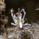 Decapoda