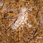 Ovulinae