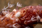 Crabs