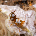 Thoridae
