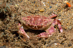 Crabs