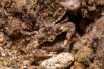 Crabs