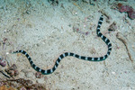 Anguilliformes