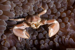 Galatheoidea