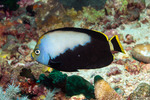 Acanthuriformes