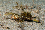 Callionymidae