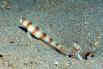 Gobiidae
