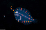 Pleuronectiformes