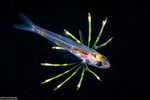 Pteroinae