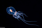 Incirrata