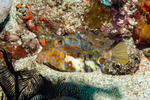 Boxfishes
