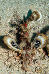 Synanceiidae