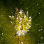 Costasiella