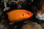 Pseudochromis